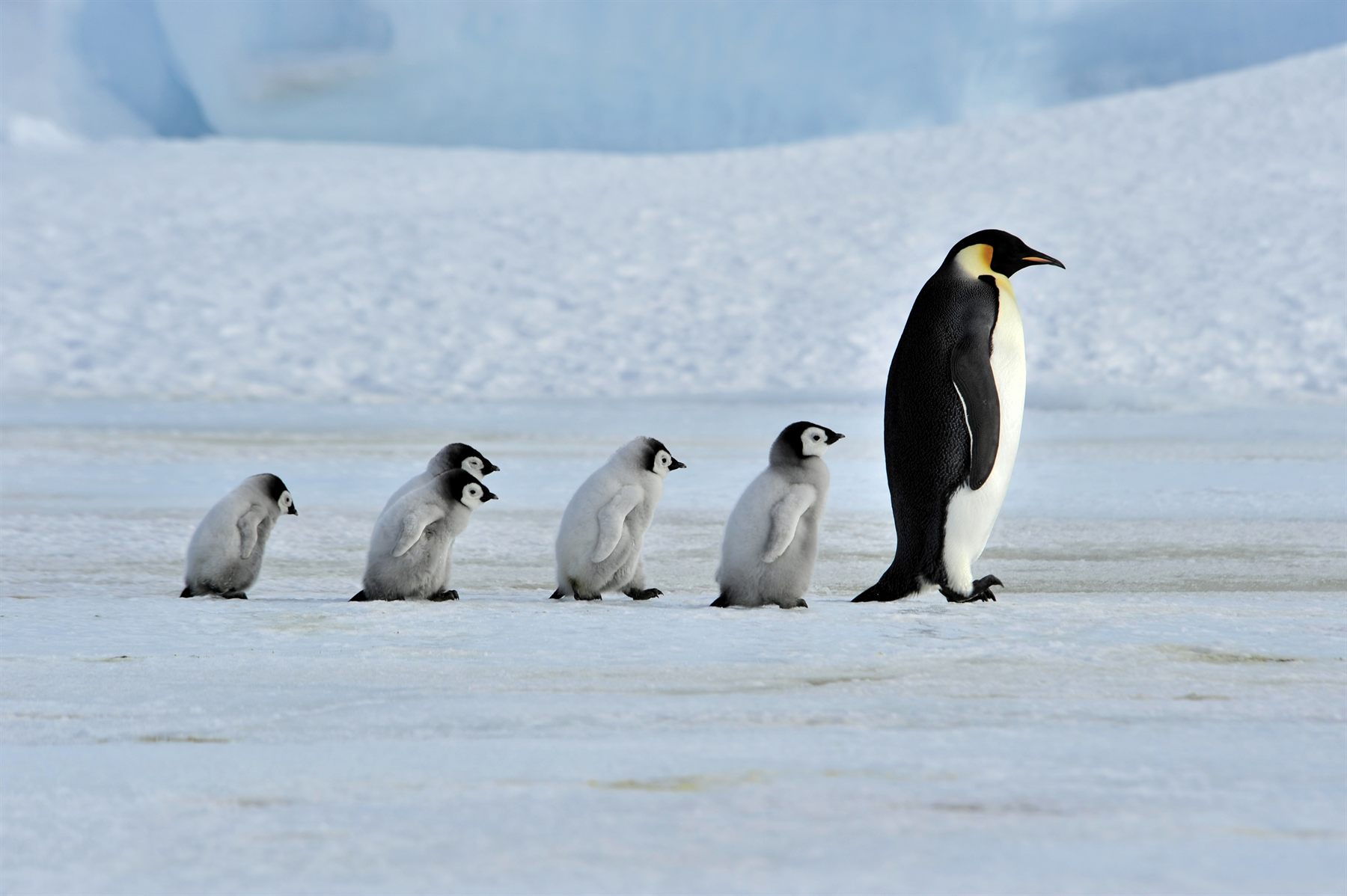 An emperor penguin in Antarctica
