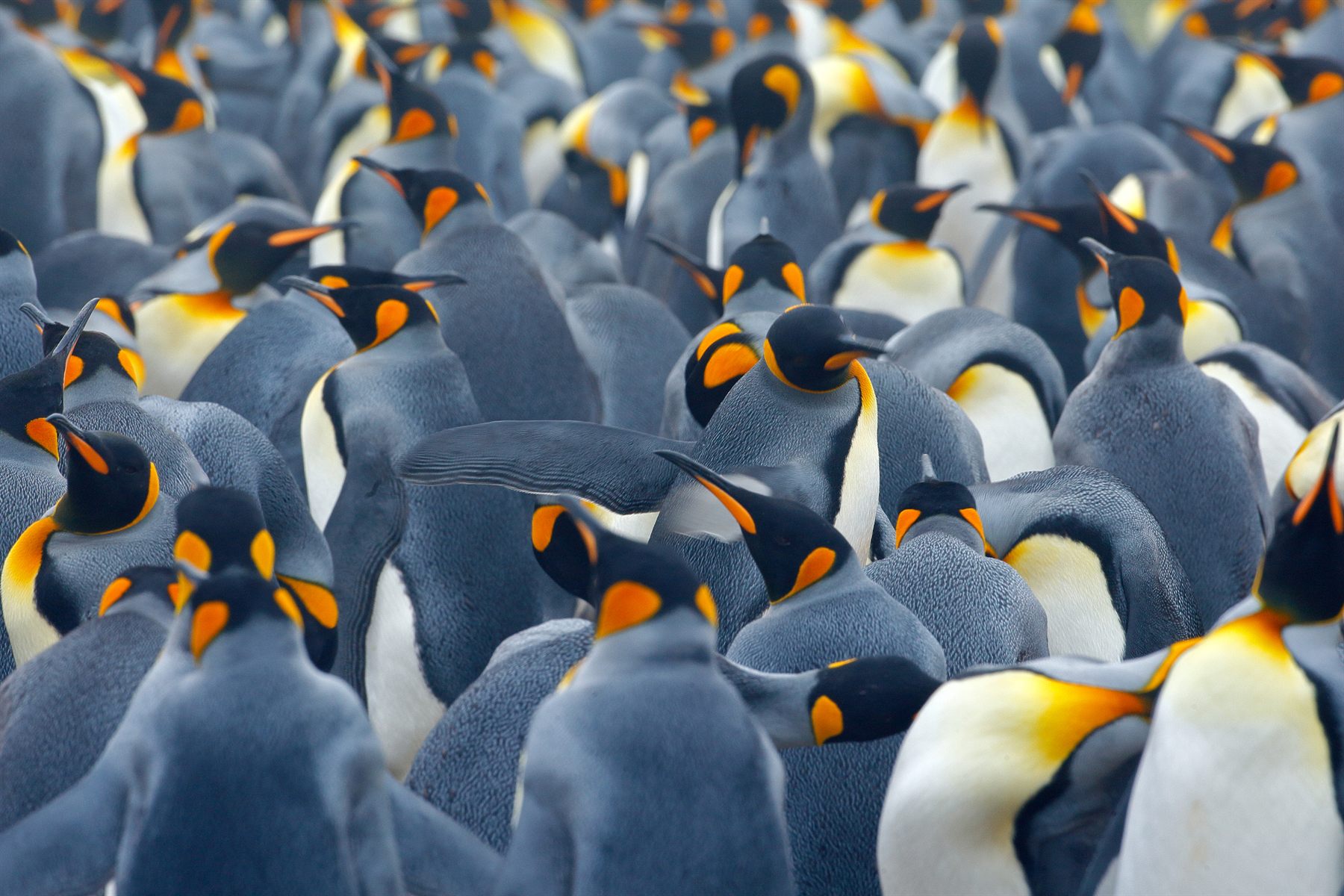 A vast king-penguin colony in the sub-Antarctic